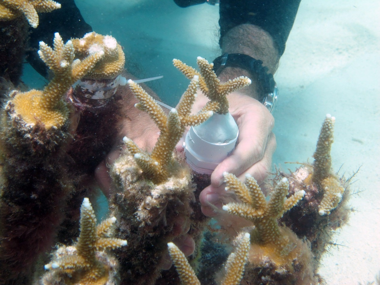 Prevén reforestación de corales dañados por el Huracán Grace en Isla Contoy