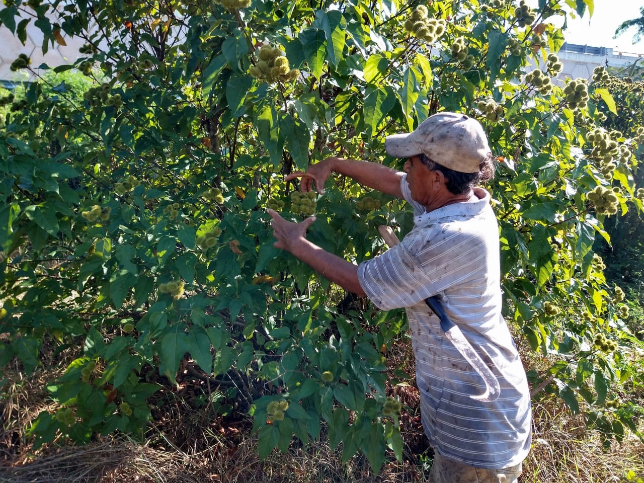 Campesinos de Peto, listos para el cultivo del achiote; insumo que la da color a la cochinita