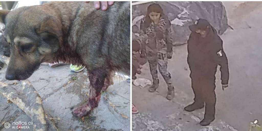 ‘Loba’, como se llama la perrita, le gruñó al uniformado y éste le disparó y posteriormente le pateó la cabeza, dejando al animal al borde de la muerte

