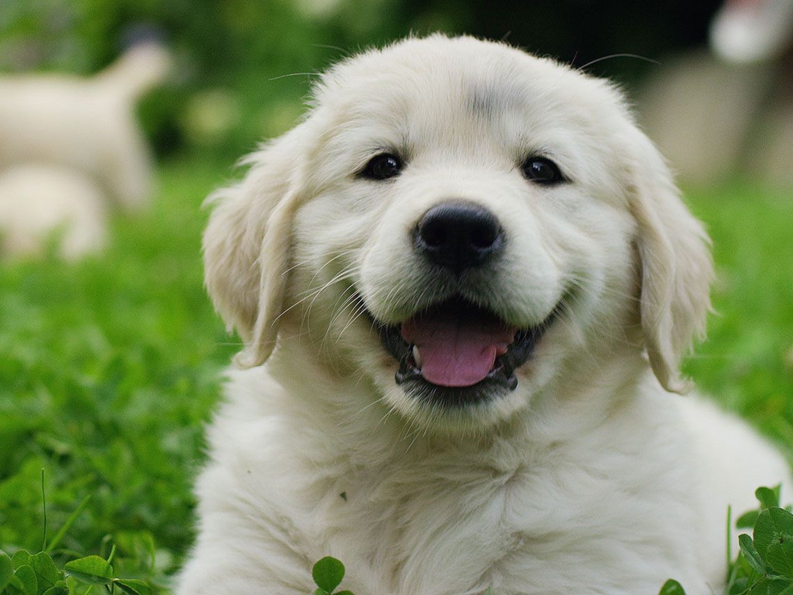 Aquí te decimos cuáles son las cinco razas de perros más cariñosas que existen