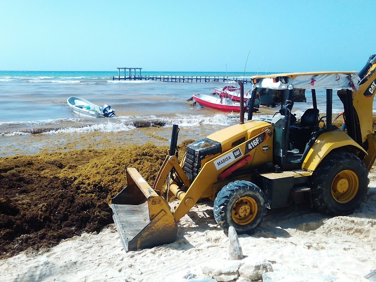 Playa del Carmen: Piden recursos para la limpieza del sargazo en arenales