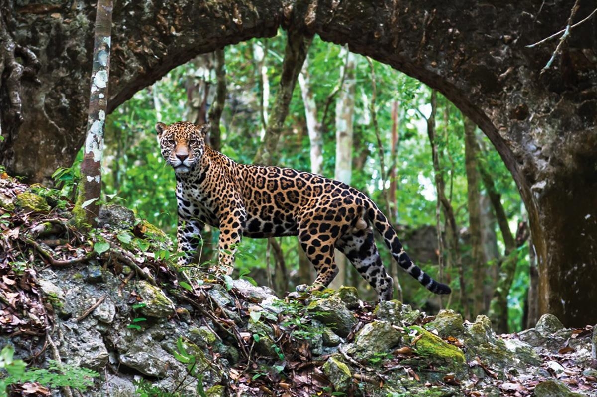 Las autoridades ambientales están actualizando la zona de protección del Corredor Biológico de Báalam Beh.