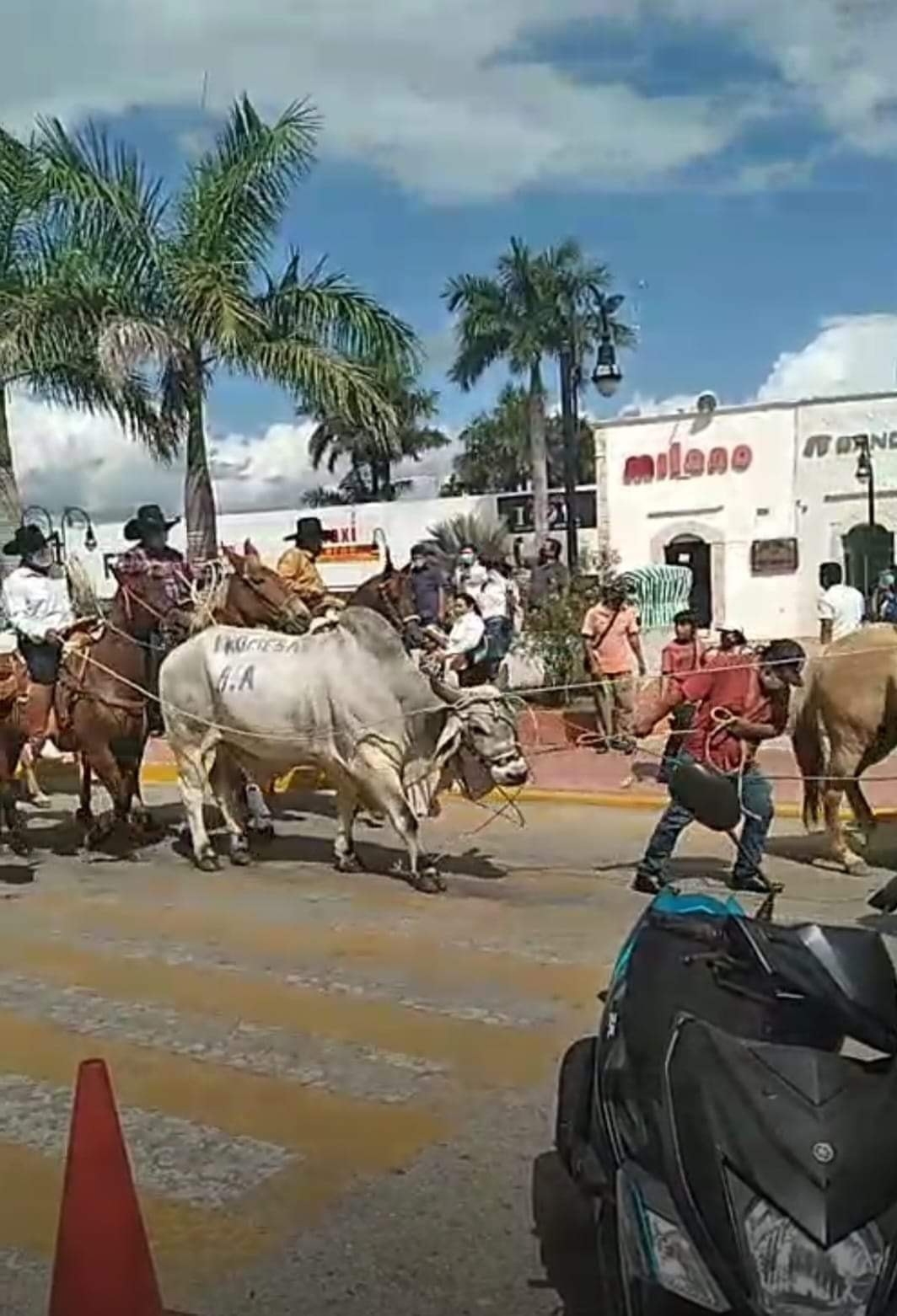 Los cabalgantes exhibieron al bovino con la leyenda “Promesa del H. Ayuntamiento