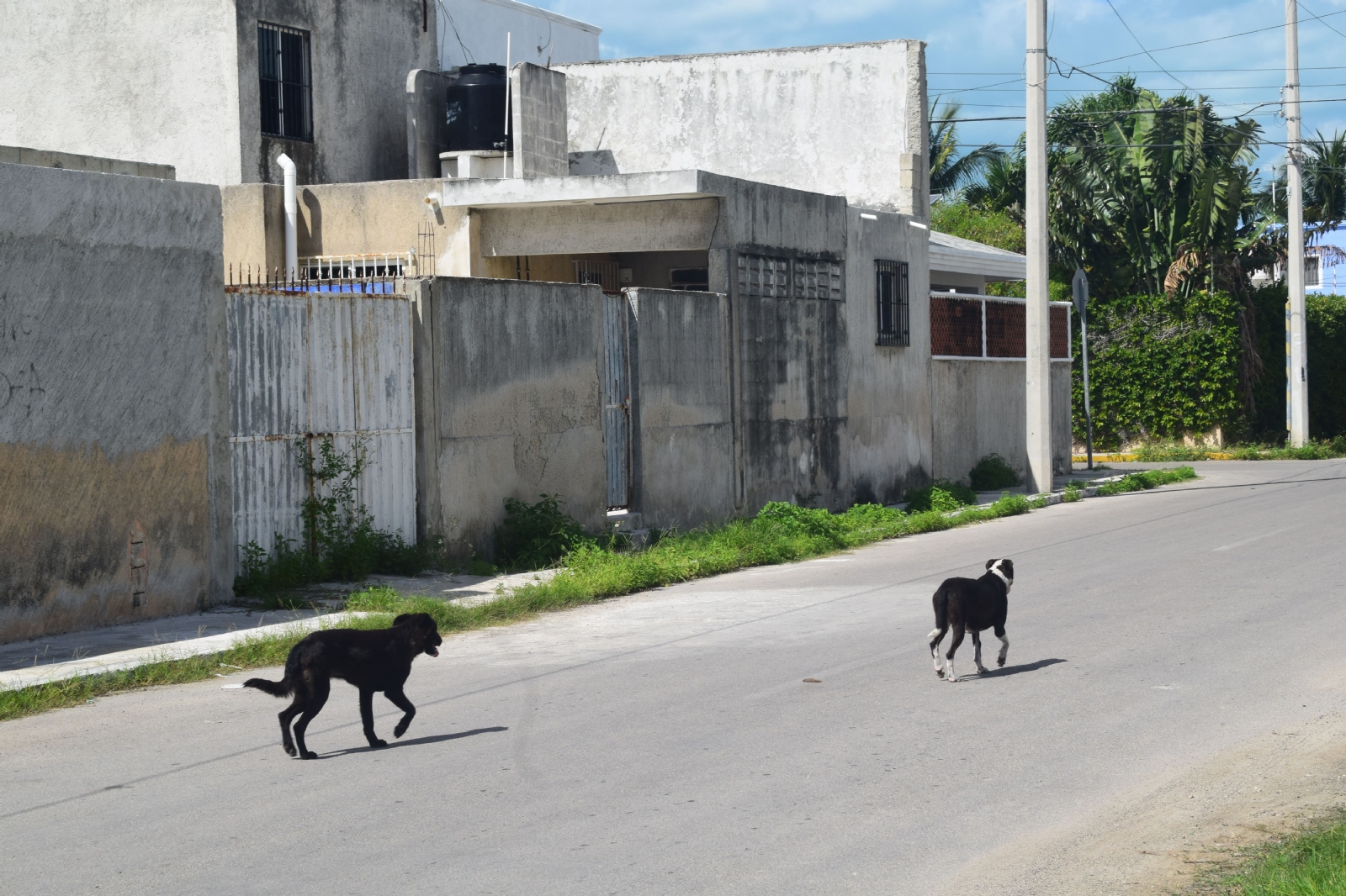 En la colonia Benito Juárez, la muerte de canes afecta tanto a los callejeros como a las mascotas que tienen hogar.