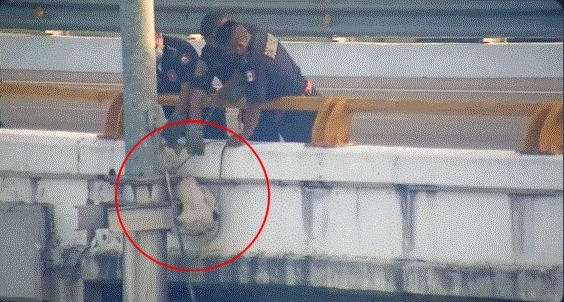 Bomberos de Yucatán rescatan a perrito atrapado arriba de un puente a punto de morir: VIDEO