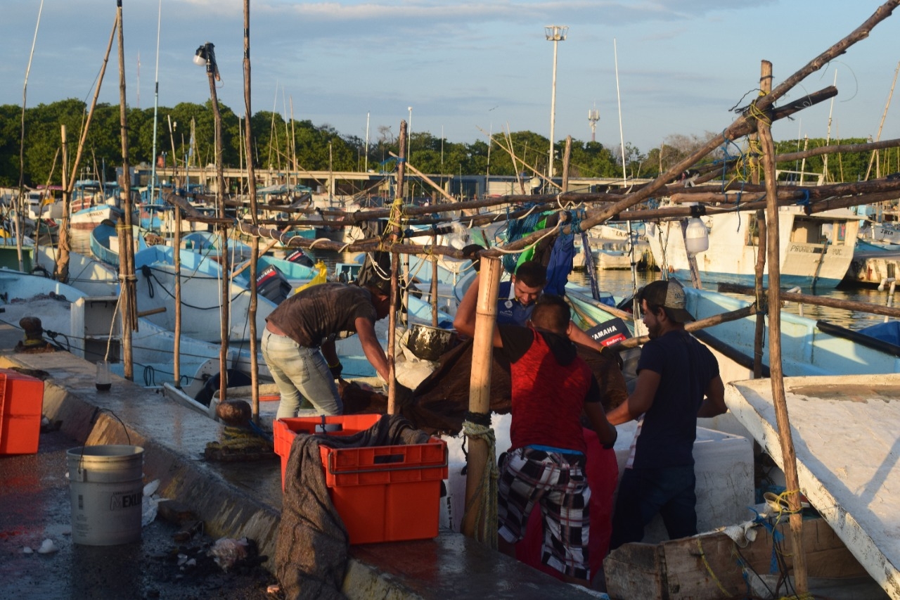 A 24 horas de que concluya la temporada los hombres de mar partieron en busca del octópodo ante el alza en el producto