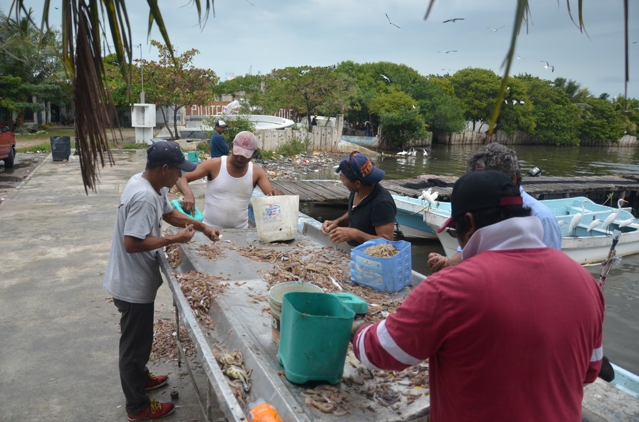 Camaroneros de Ciudad del Carmen piden a Conapesca e Inapesca actualizar estudios de veda