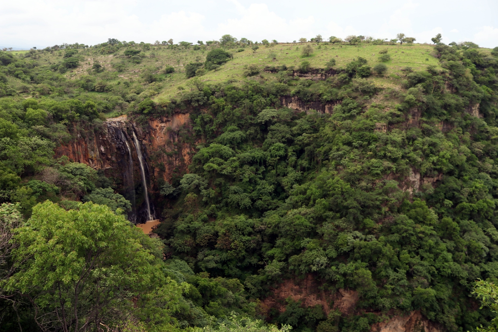 CICY Yucatán anuncia alternativa para remediar la desaparición de bosques tropicales