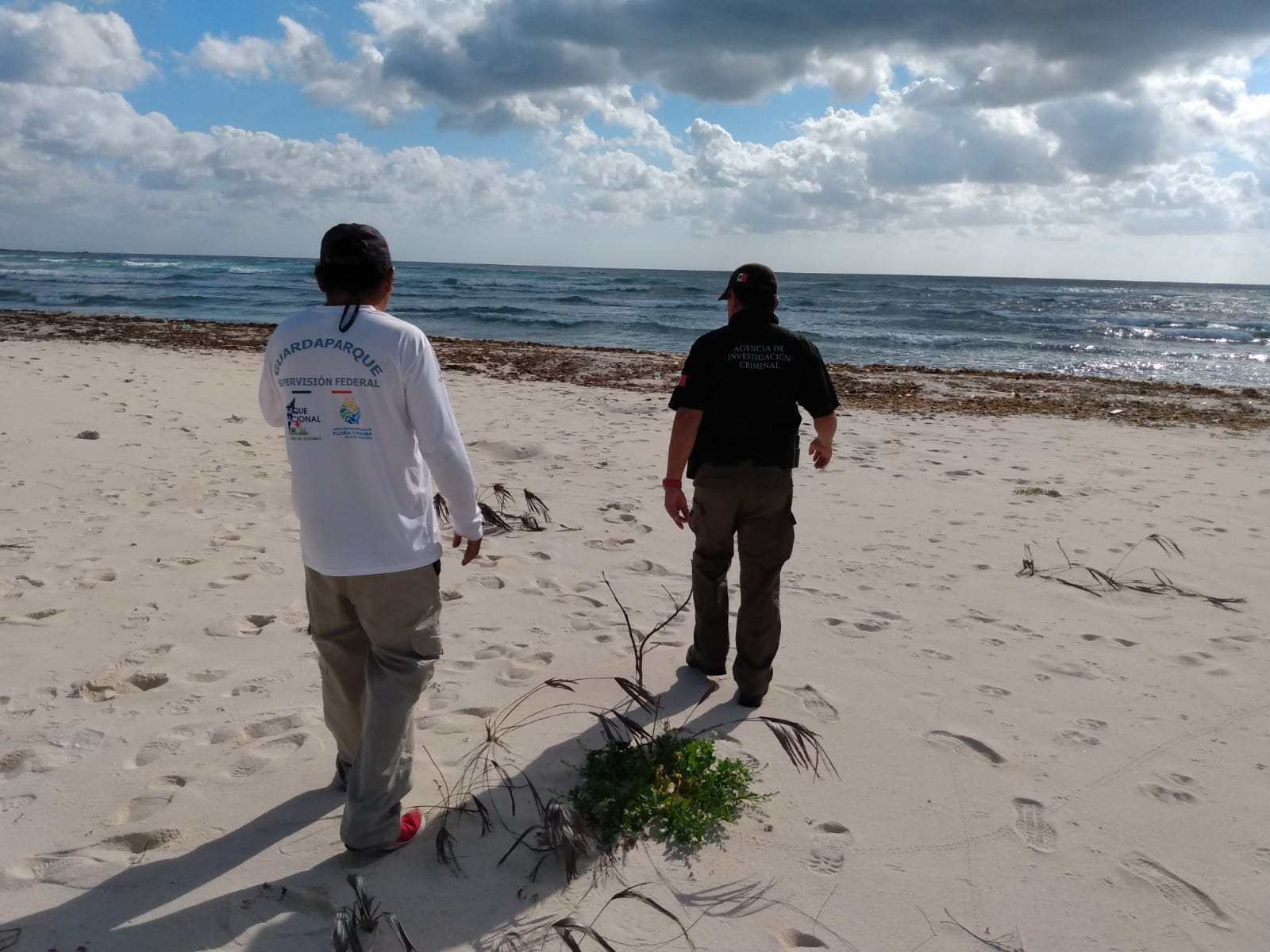 Ministeriales verificaron el lugar donde algunas personas talaron palma de chit para una brecha en una zona protegida de Cozumel