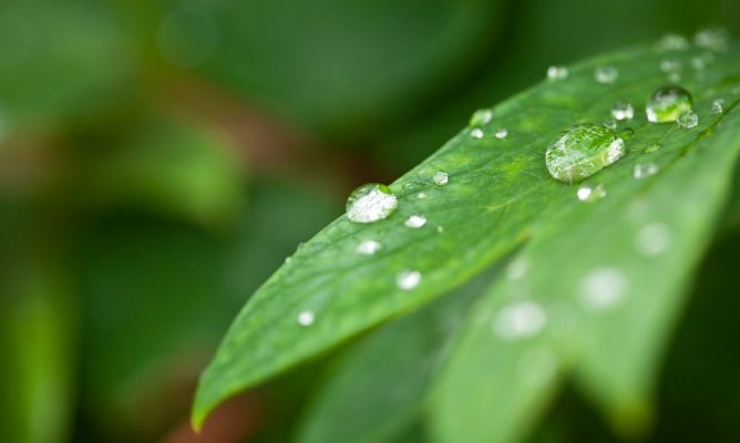 Una manera fácil, rápida y natural de eliminar la humedad es con plantas