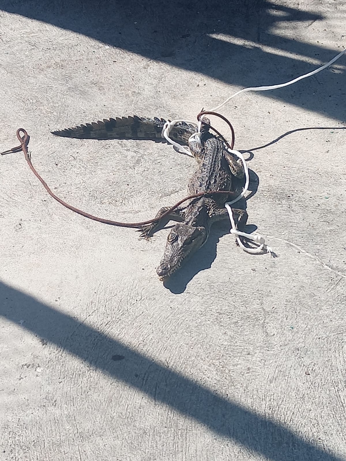 El cocodrilo joven hallado en el campo de beisbol de Cozumel mide más de un metro de longitud