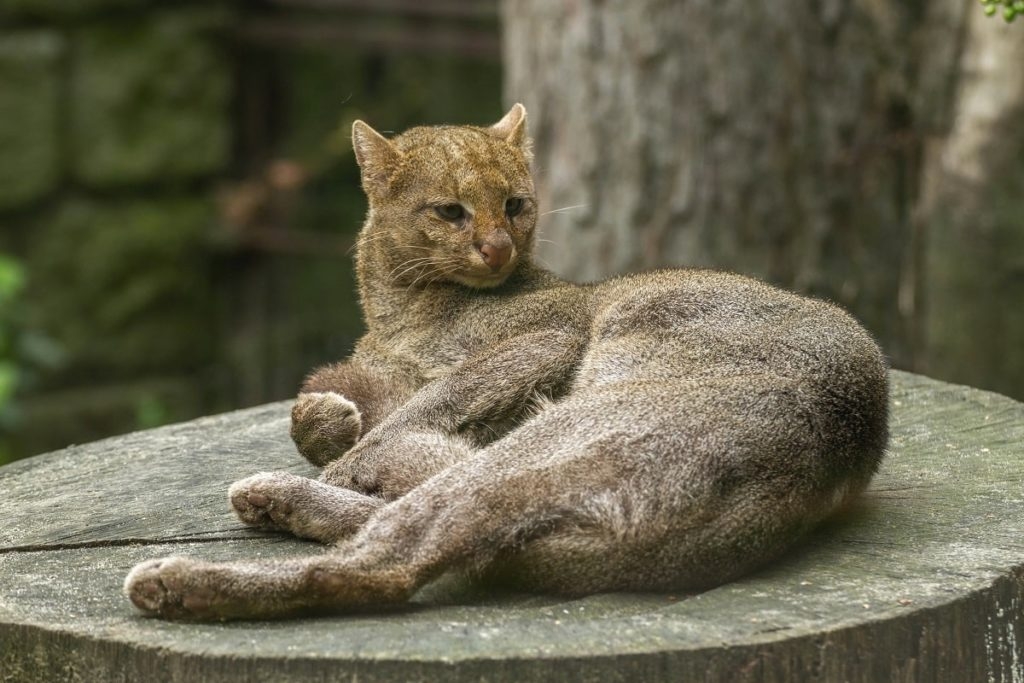 Jaguarundí, escurridizo felino de la selva del Mayab: INFOGRAFÍA