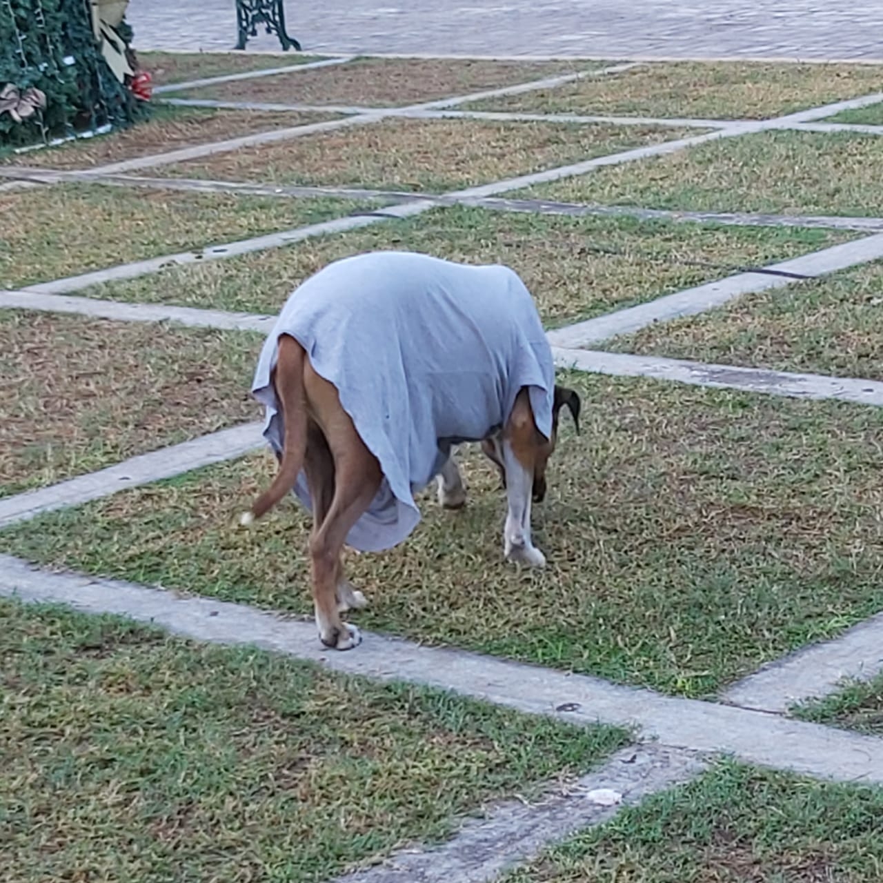 Pobladores de Hunucmá abrigan a sus mascotas ante la "heladez" que azota a Yucatán