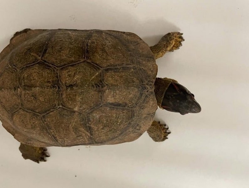 Autoridades rescatan a una tortuga que iba en una maleta en el Aeropuerto de Mérida