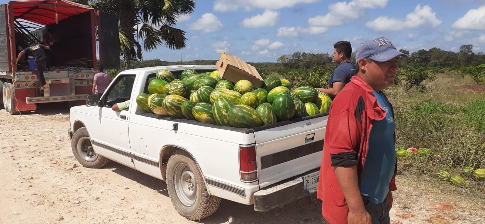 Una hectárea de sandía necesita alrededor de 30 costales de fertilizantes para obtener una producción estimada de 35 a 40 toneladas