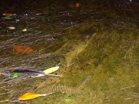 Puerto Sisal, un lugar idóneo para convivir con la naturaleza