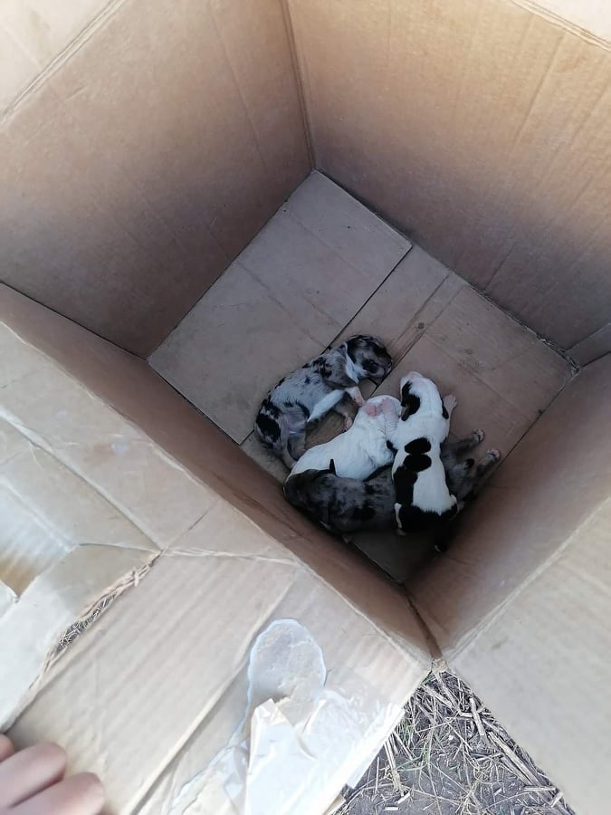 Abandonan a más de tres perritos a las afueras de Kantunilkín, Quintana Roo