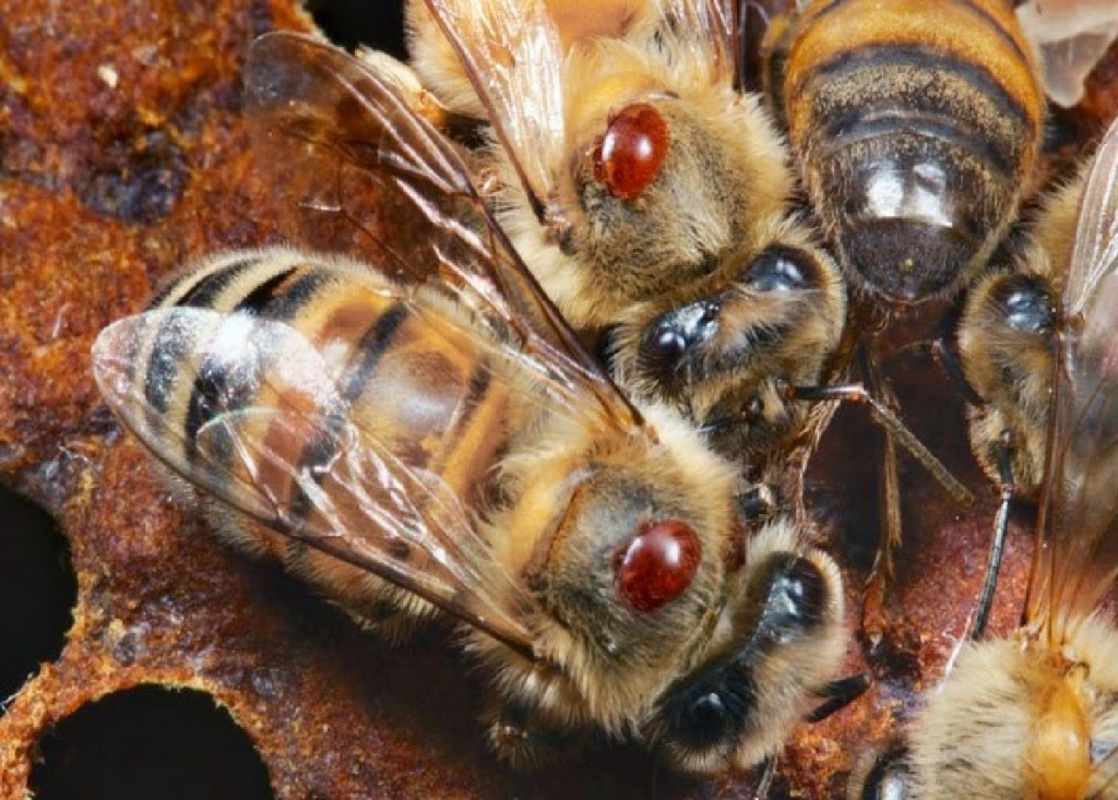 Campeche destaca en el Atlas Nacional de las Abejas: INEGI