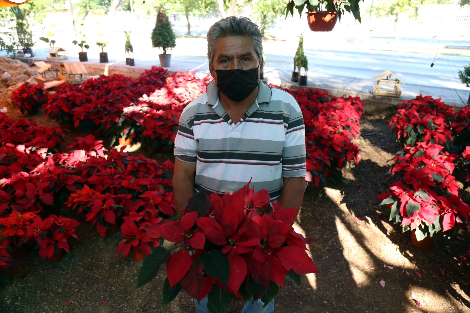 Su popularidad internacional se debe a que este arbusto ha sido asociado a las festividades decembrinas ya que su floración ocurre entre los meses de noviembre y enero.