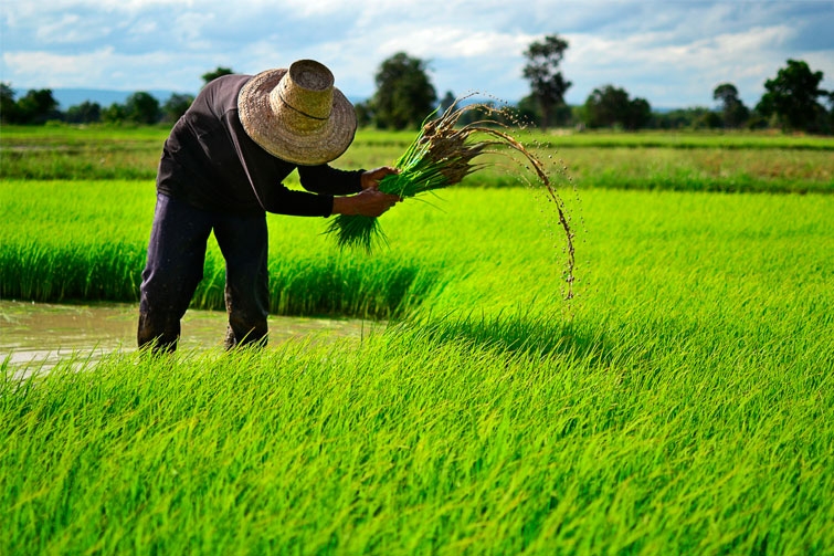 Campeche ocupa primer lugar en producción de arroz a nivel nacional: Sader