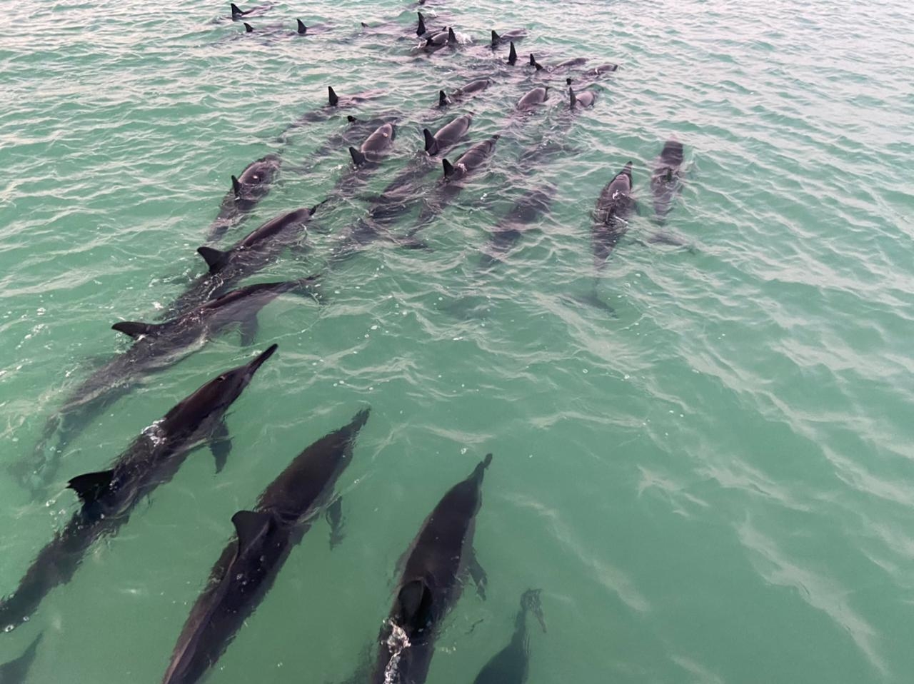 El grupo de delfines fue avistado cerca de la orilla de Punta Mosquito y de la isla de Holbox, en Quintana Roo
