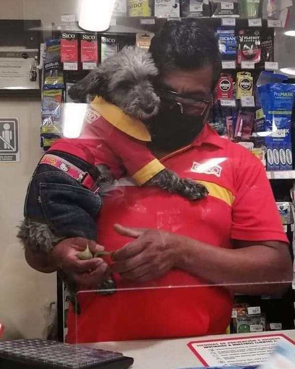 La imagen del animalito con su uniforme ha enternecido las redes sociales