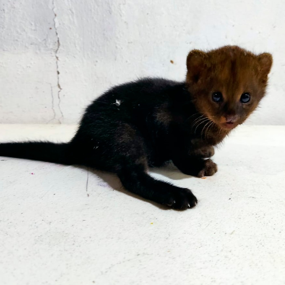 Autoridades de Campeche rescatan a una cría de jaguarundí; animal en peligro de extinción