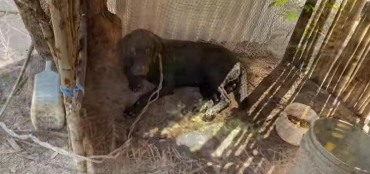 Rescatan a un perro y un jaguar que cayeron en un pozo en una comunidad de la Costa Maya