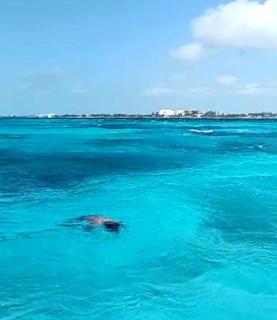 Identifican causas de la muerte del hombre que apareció flotando en Isla Mujeres