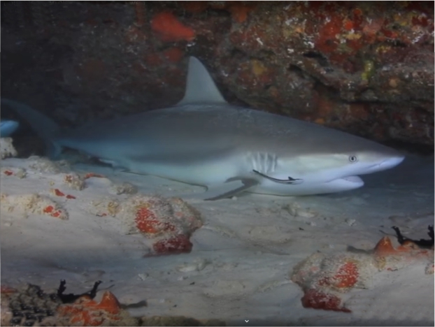 Cueva de los tiburones durmientes, un misterio dentro de Isla Mujeres