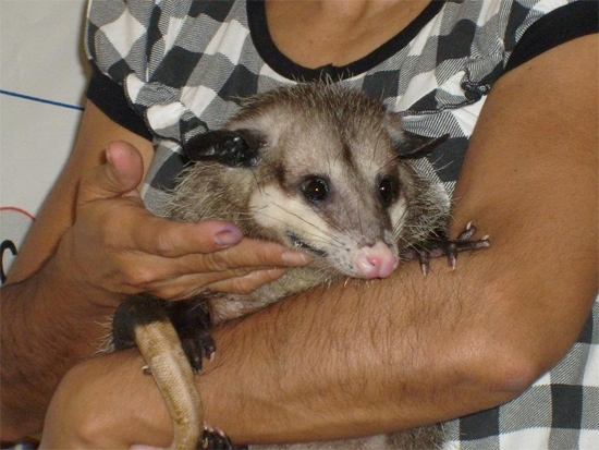 Zarigüeyas, especie en peligro de extinción en Yucatán