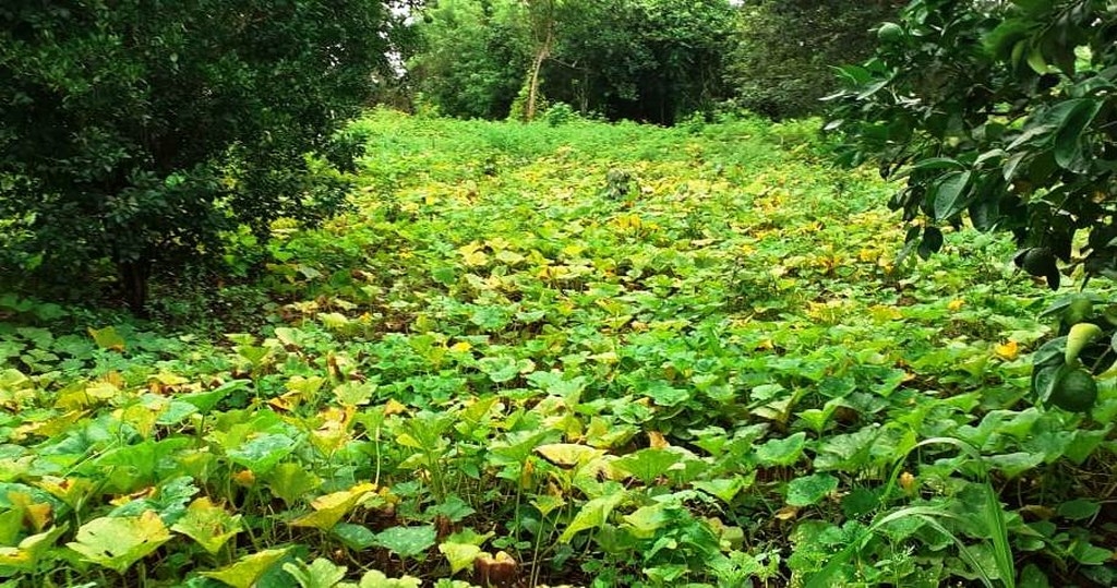 Las 'cabañuelas mayas' ayudan al agricultor a decidir qué hacer en el año