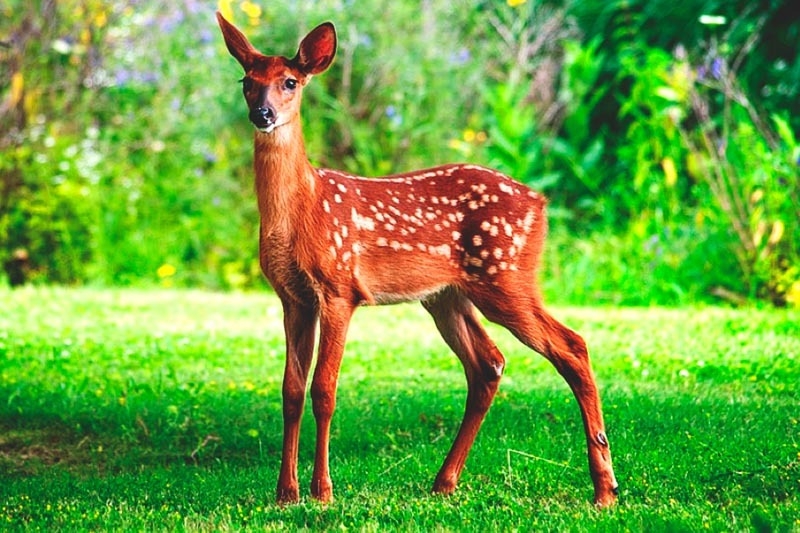 La piel del venado, leyenda maya en Quintana Roo