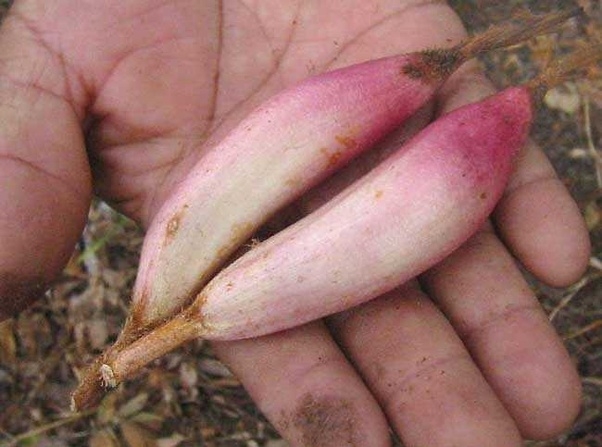 Piñuela, la fruta exótica de temporada en Mérida