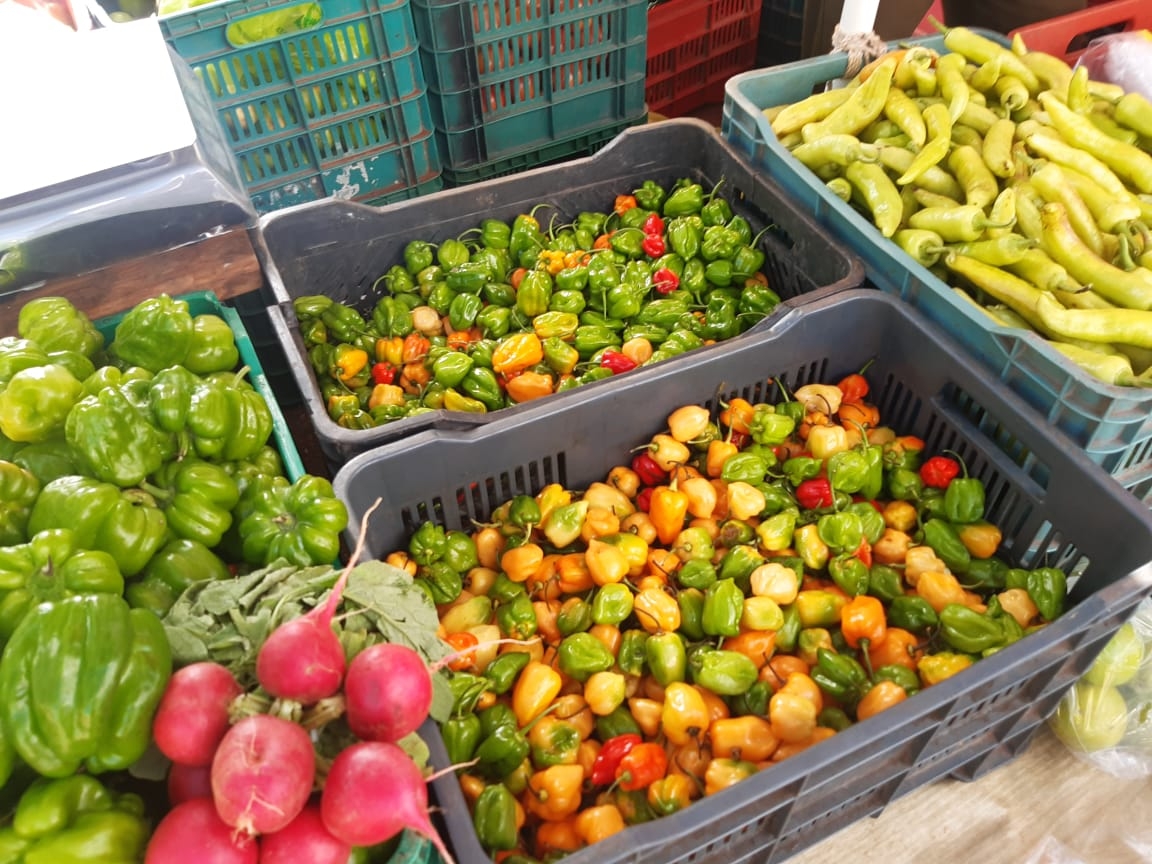 Chile habanero en peligro, registra pocas ventas en Tizimín