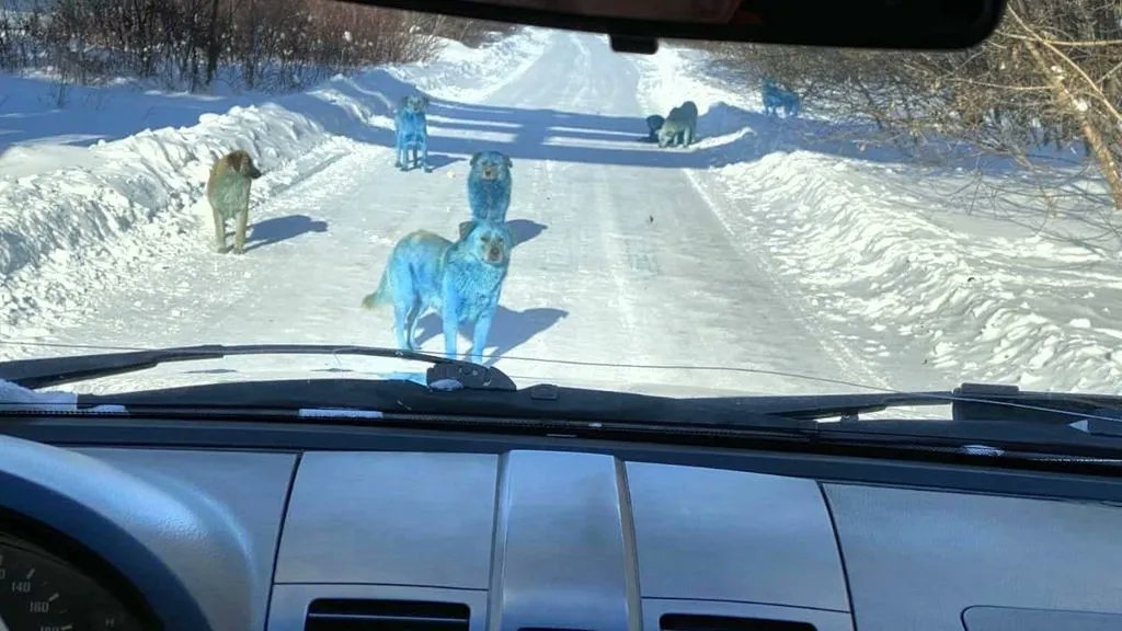 Los perros azules han generado todo tipo de reacciones.