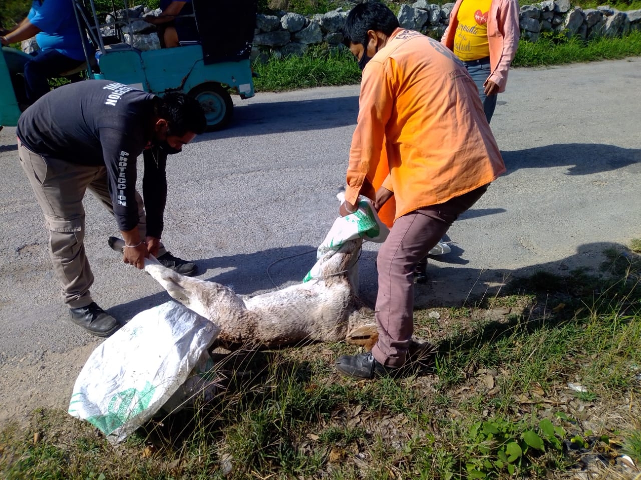 Hallan cadáver de un becerro en Hunucmá; temen que se trate de brujería