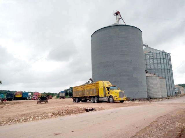 Confirman siembra ilegal de soya transgénica en Campeche: Semar y Senasica