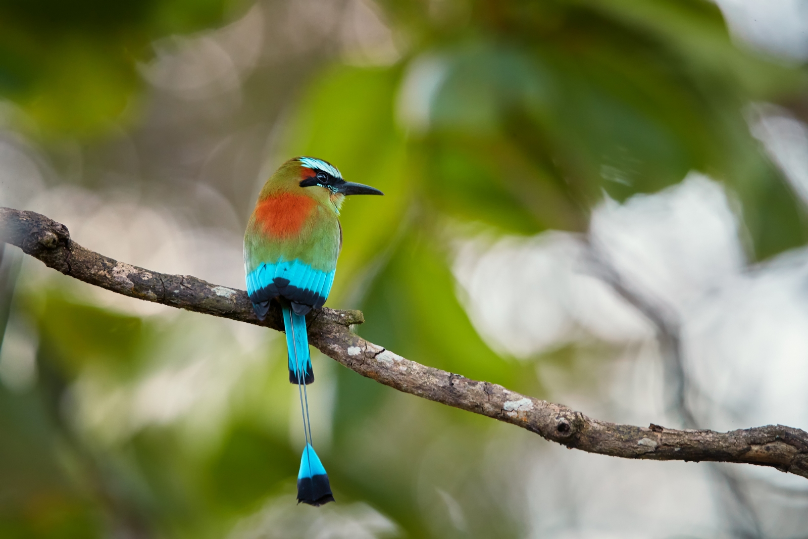 La leyenda del pájaro Toh, el ave cautiva en las grutas de Yucatán