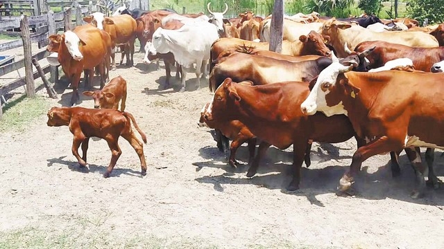 Prohibición de EU afectará a ganaderos de Campeche