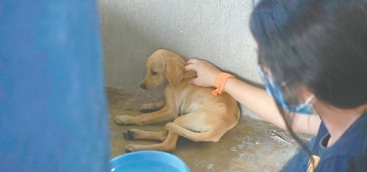 Activistas critican que no se aplique la Ley de Maltrato Animal en la entidad