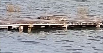 Cocodrilo causa pánico en el muelle de Bacalar: VIDEO