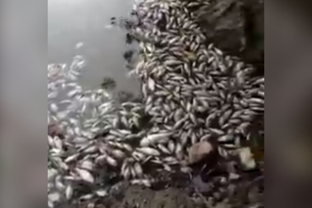 Hallan gran cantidad de peces muertos en arroyo alimentado por Laguna de Bacalar
