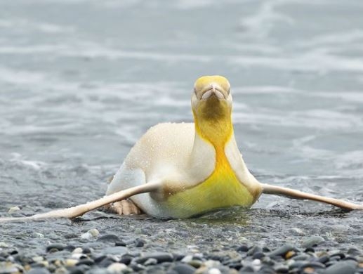 El pingüino amarillo resaltó entre miles de especies tradicionales