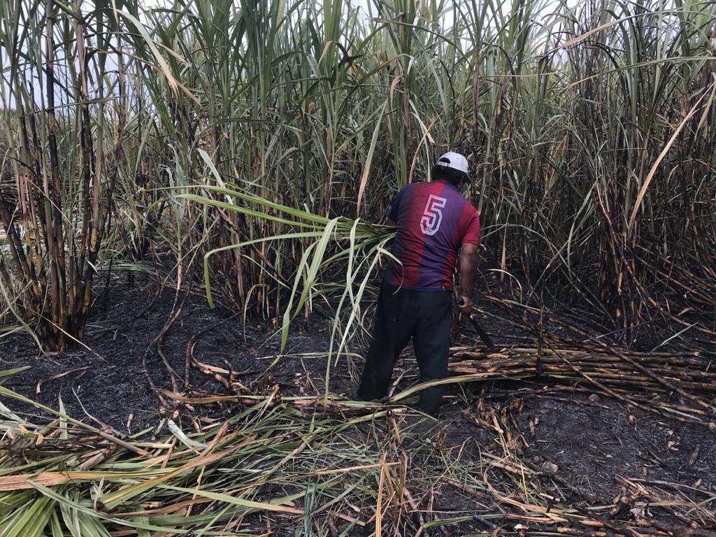 La zafra será más larga de lo que se tenía contemplado, pues planeaban terminar el 18 de mayo