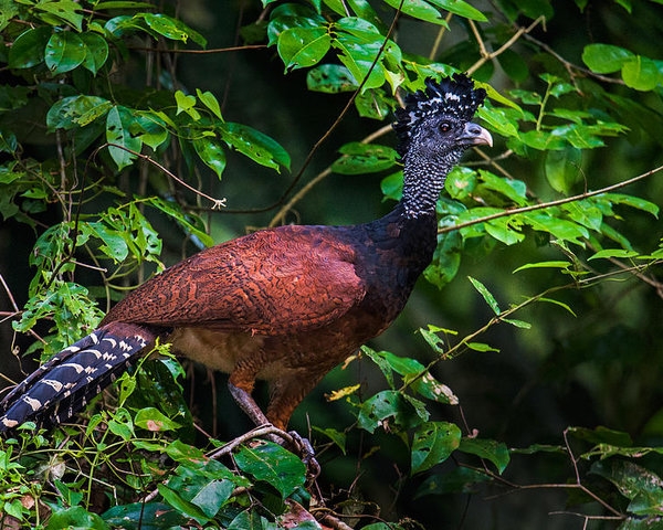 El hocofaisán es una especie protegida por su condición de “amenazada”, según un listado de la SEMARNAT