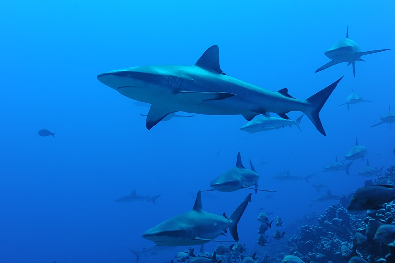 Avistan tiburones cerca de Playa Xcalacoco en Quintana Roo