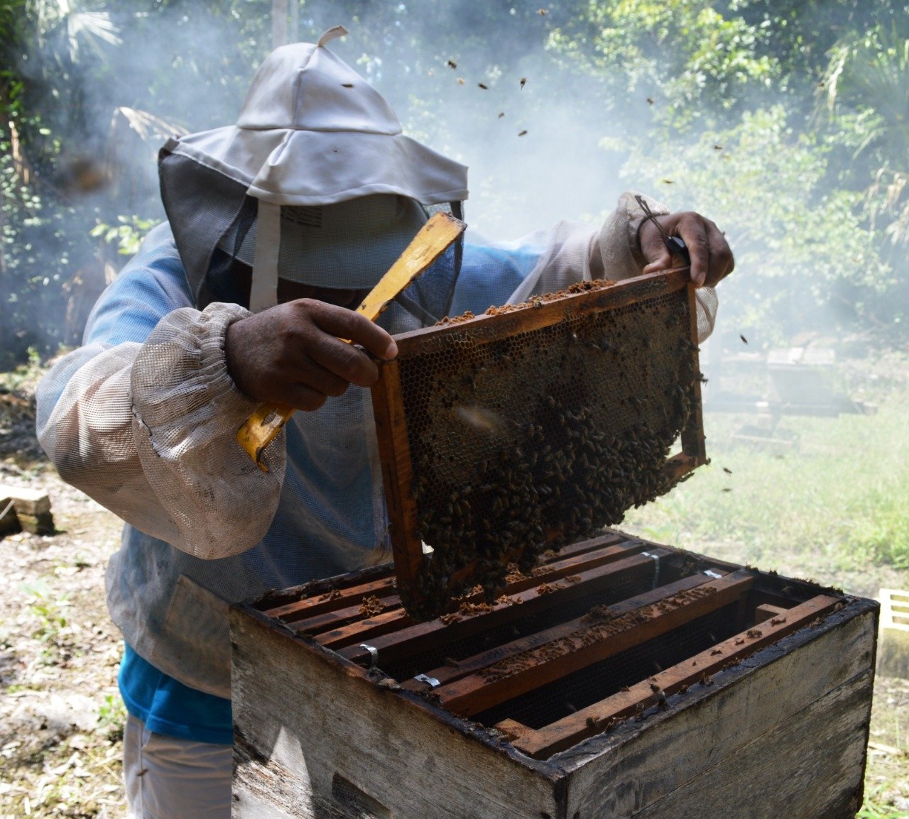 Modifican genética de las abejas reina para aumentar la producción de miel en Yucatán