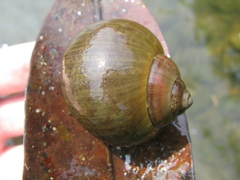 A principios de este año, Ecosur observó una importante cantidad de caracoles chivitas muertos