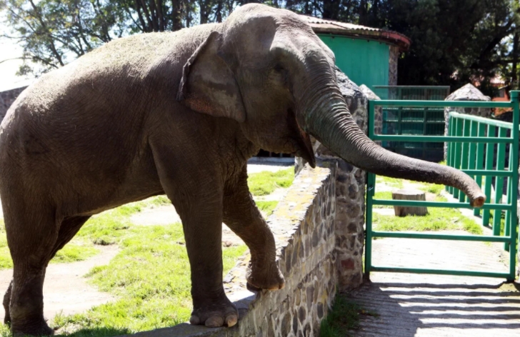 Una elefanta de 4 mil kilos azotó a un hombre contra unos barrotes